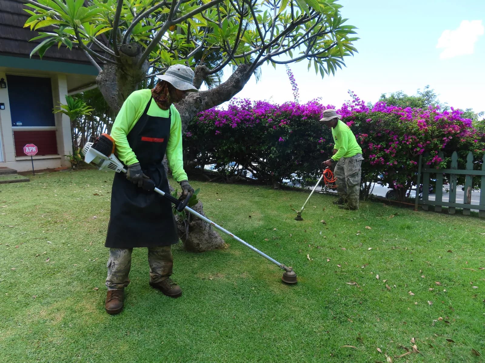 IFSH landscaping crew members trimming a lawn beside flowering hedges and a plumeria tree
